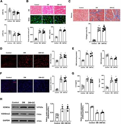 Corrigendum: KDM3A inhibition ameliorates hyperglycemia-mediated myocardial injury by epigenetic modulation of nuclear factor kappa-B/P65